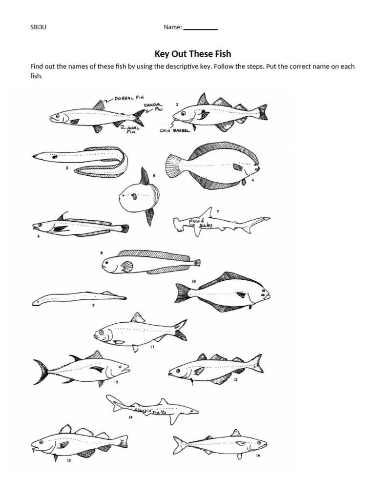 5.3 - Dichotomous Key - Fish | PDF