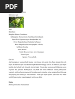 Download Klasifikasi Apel  Dahlia by Devi Ostaria Rajagukguk SN84783776 doc pdf