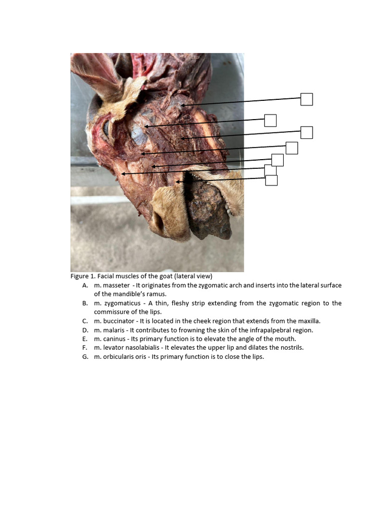 Goat Muscular System Overview | PDF | Thorax | Human Anatomy