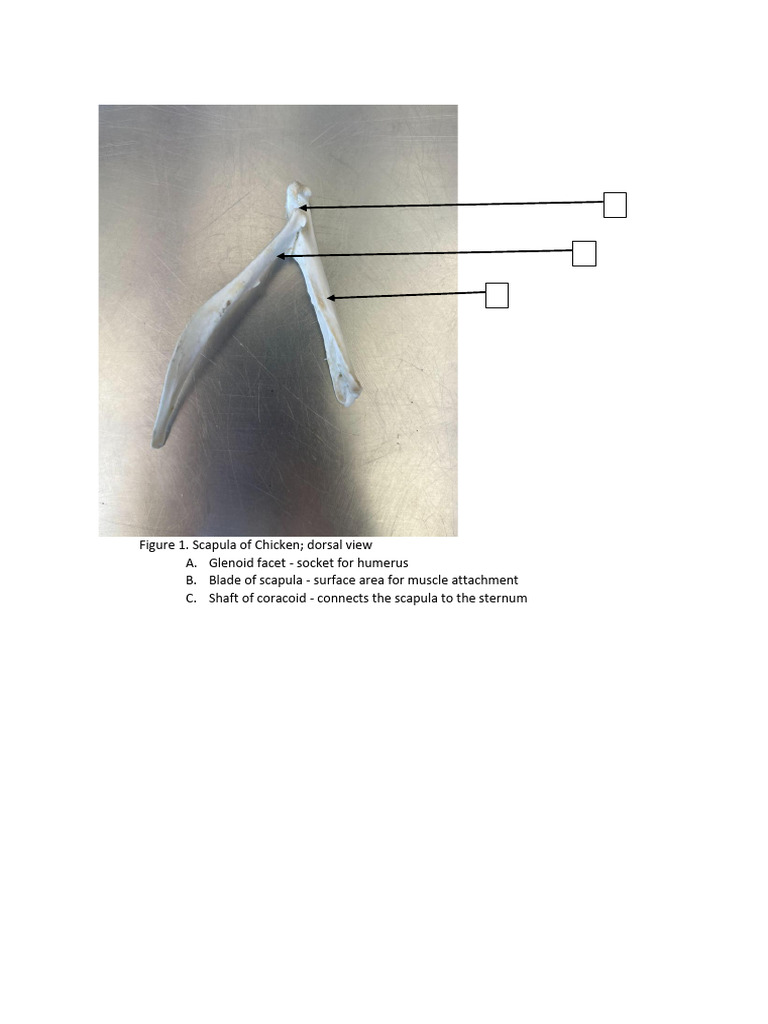 Chicken Skeletal Anatomy Overview | PDF | Pelvis | Skeletal System