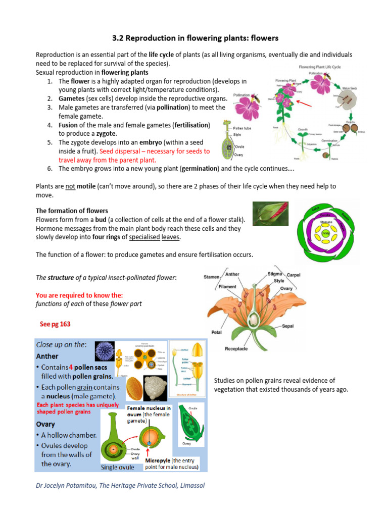 Flowering Plant Reproduction Explained | PDF | Seed | Flowers