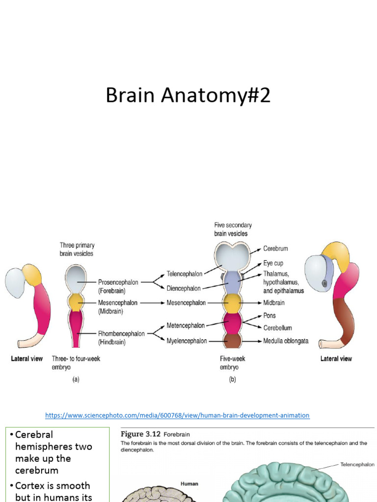 Human Brain and Spinal Cord Anatomy | PDF | Vertebral Column | Cerebrum