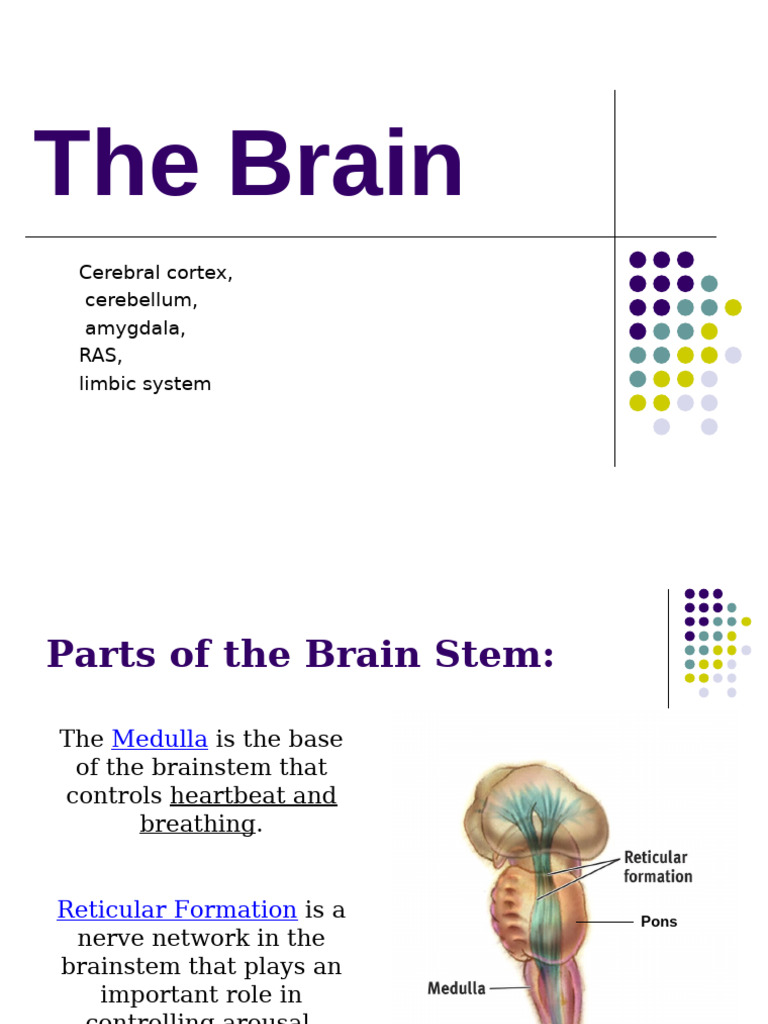 Brain PP 5 | PDF | Brainstem | Cerebral Cortex