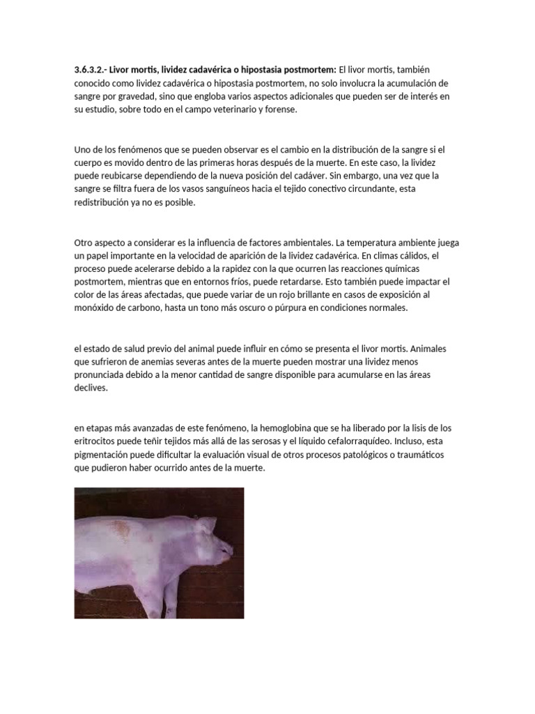Livor mortis y cambios postmortem en animales | PDF | Descomposición ...
