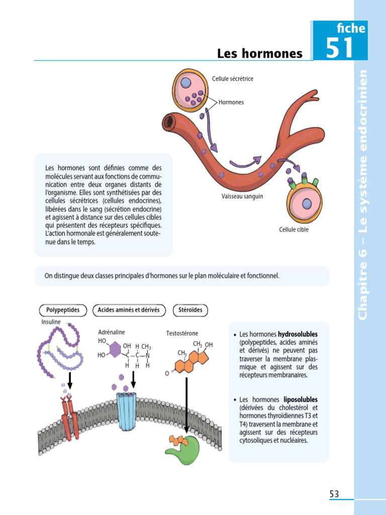 Comprendre le système endocrinien | PDF | Hormone | Membrane cellulaire