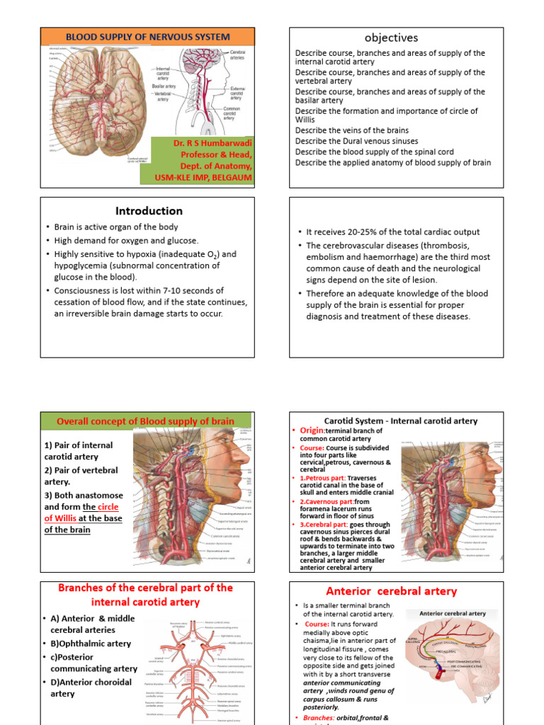 Blood Supply of the Nervous System | PDF | Vein | Spinal Cord