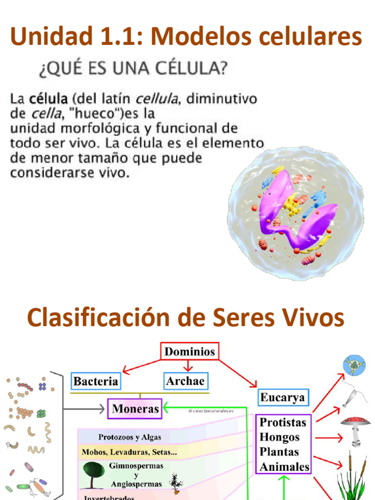 Clasificación de Células: Procariotas y Eucariotas | PDF | Biología ...