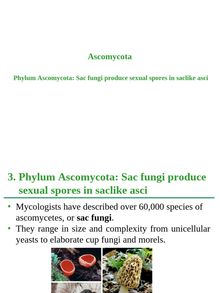 Ascomycestes | PDF | Fungus | Mycology