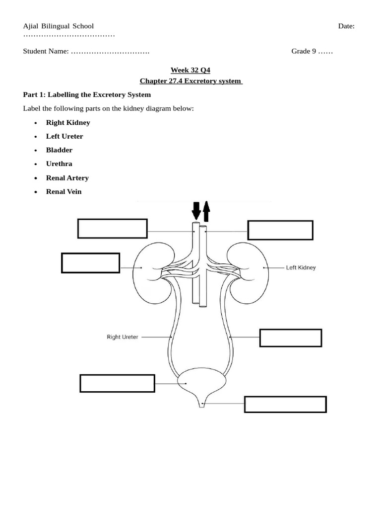 Kidney Labeling and Function Worksheet | PDF | Kidney | Urine