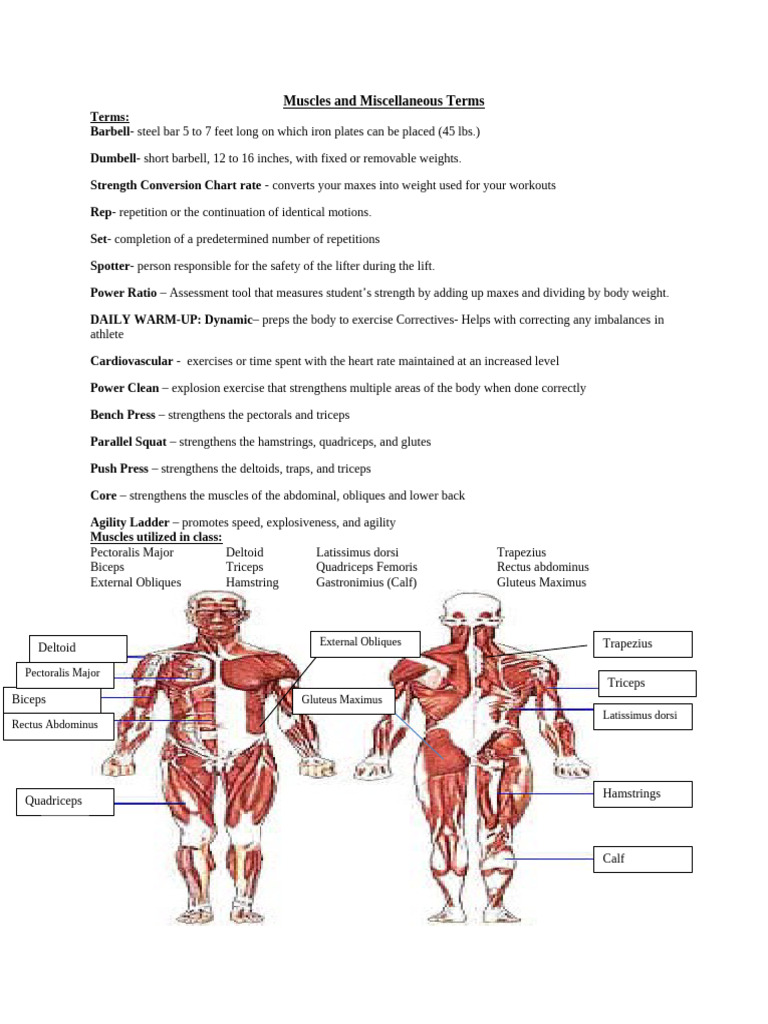 Strength Training Terminology Guide | PDF | Weight Training ...