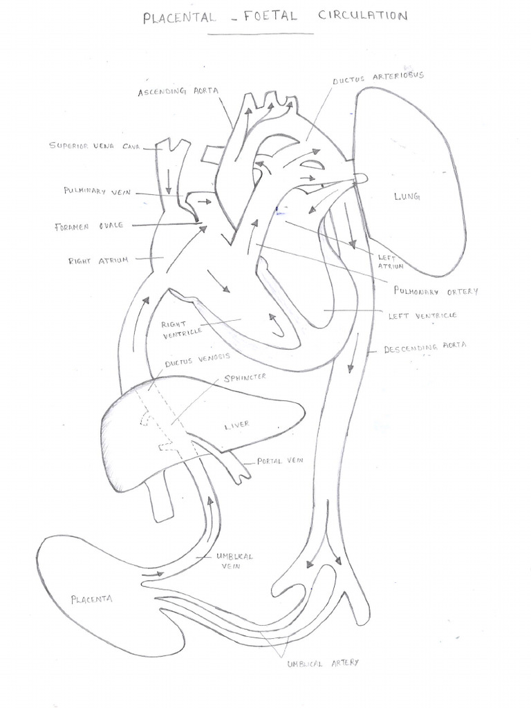 Placental Fetal Circulation | PDF