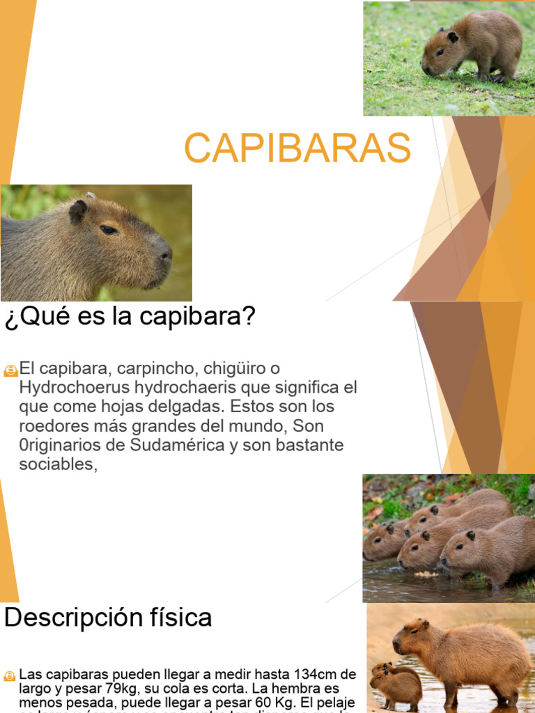 Características y Hábitos del Capibara | PDF | Mamíferos Acuáticos ...