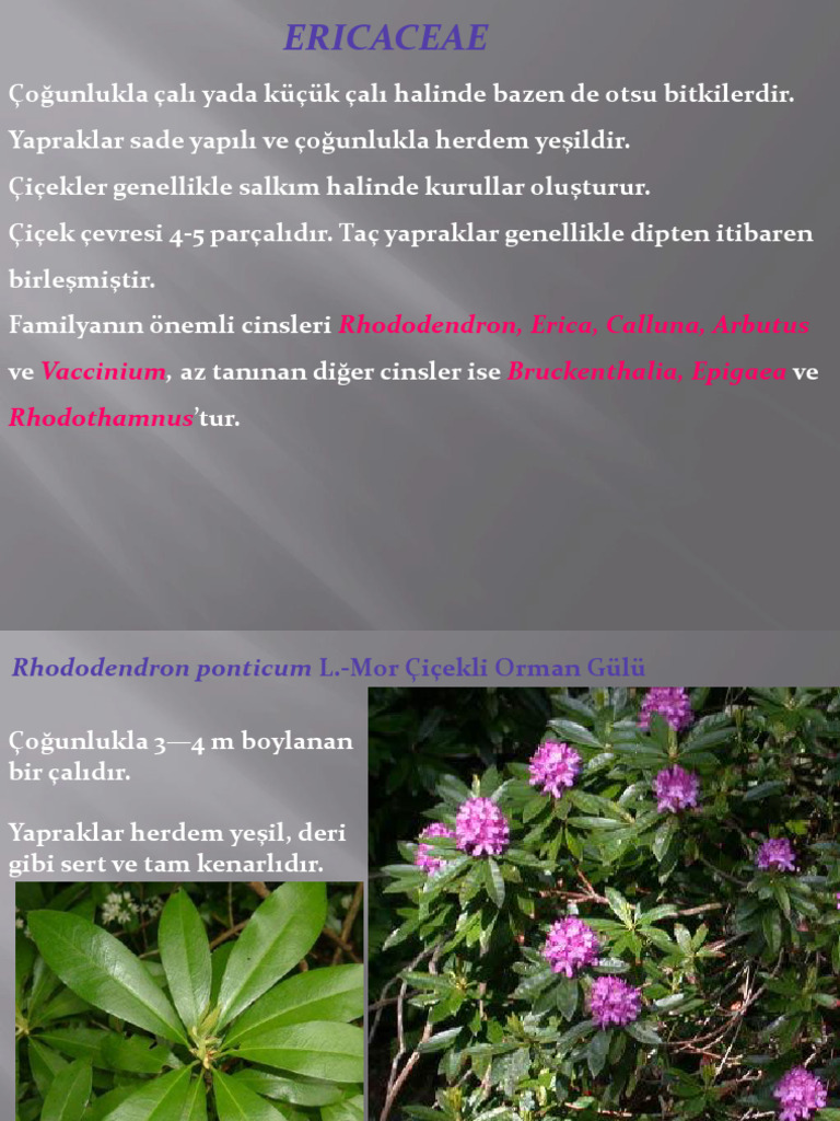 10ab Ericaceae | PDF