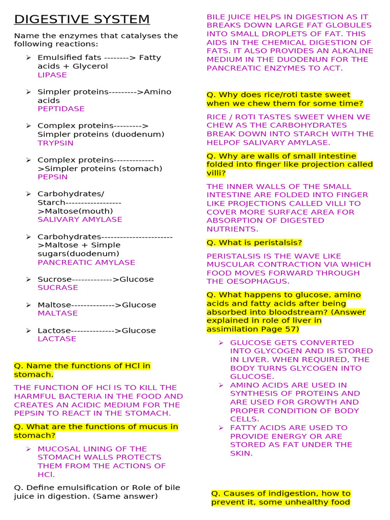 Digestive System - Imp Ques | PDF | Digestion | Human Digestive System