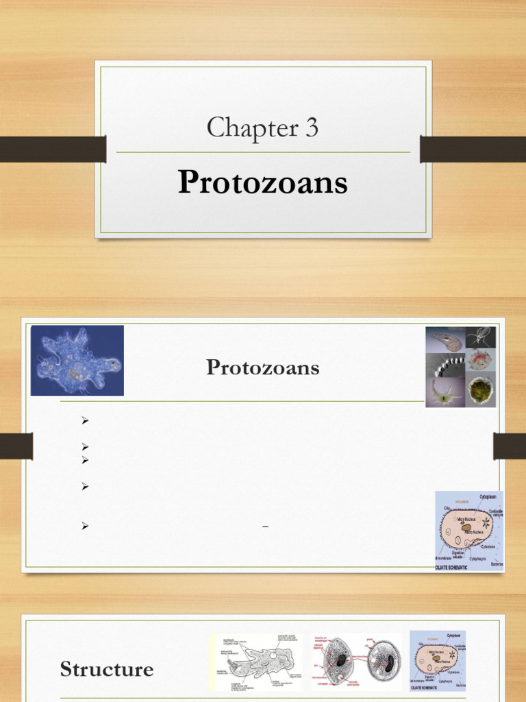 Overview of Protozoans and Their Classification | PDF | Protozoa ...