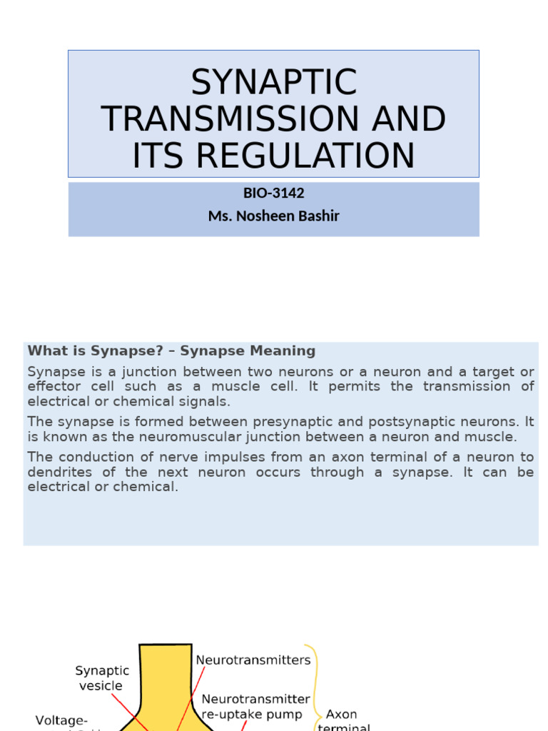 Synaptic Transmission Overview and Regulation | PDF | Chemical Synapse ...