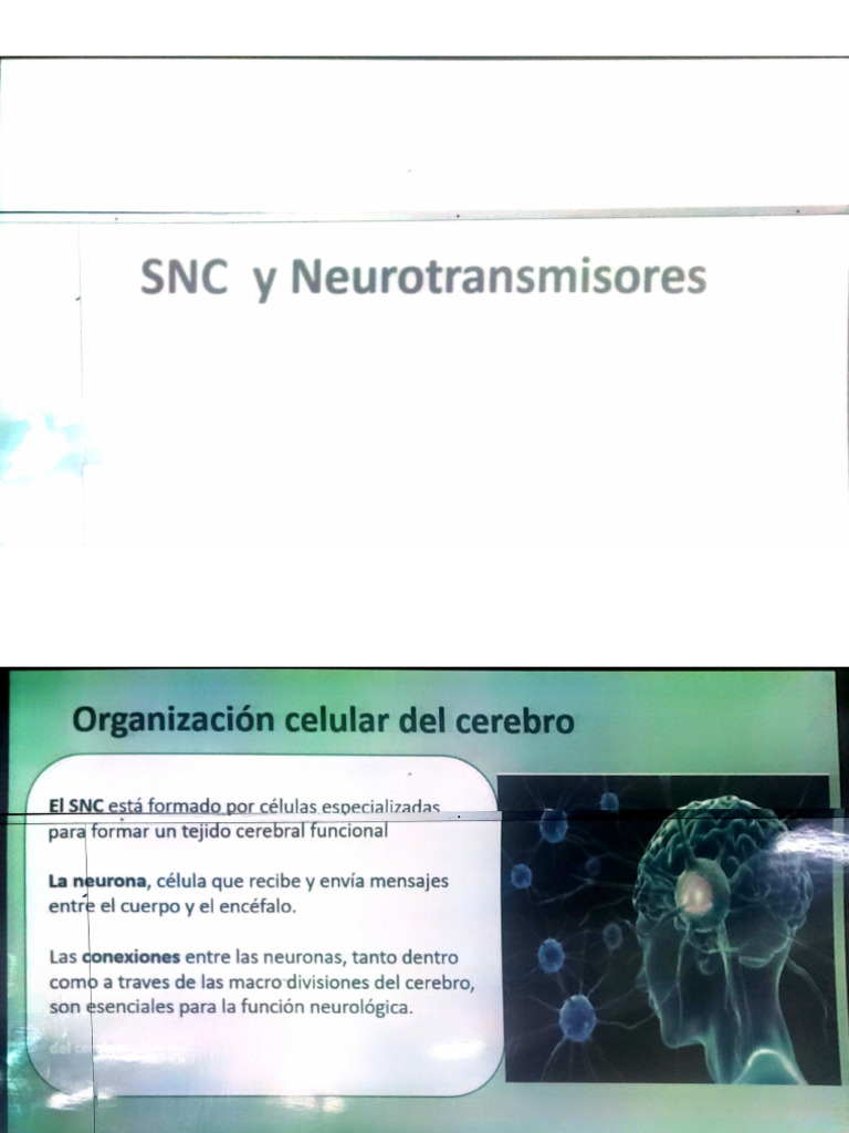 Neuro Transm I Sores | PDF
