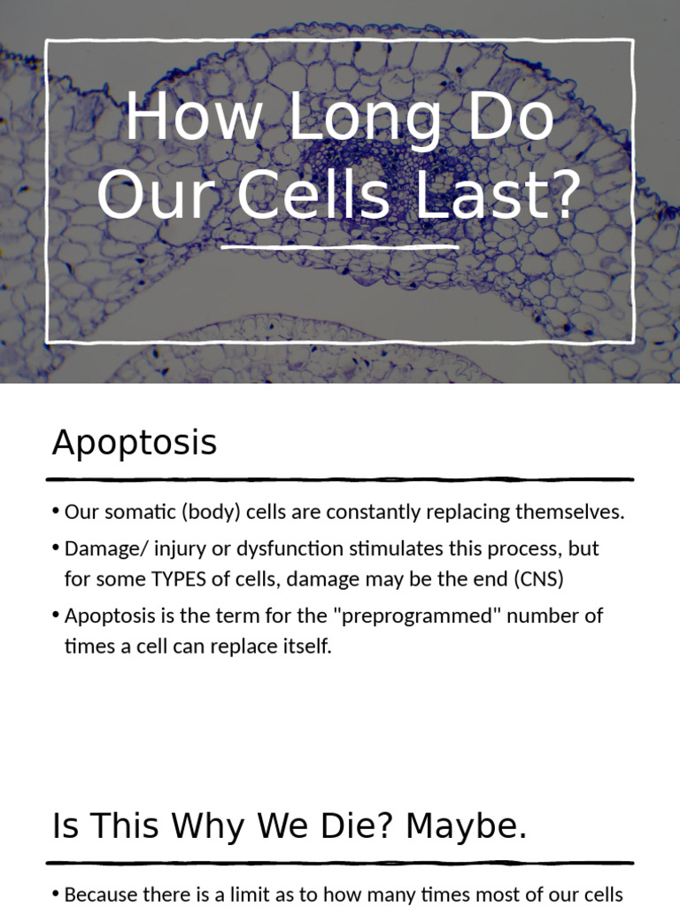 Apoptosis & Cell Regeneration | PDF | Muscle | Red Blood Cell