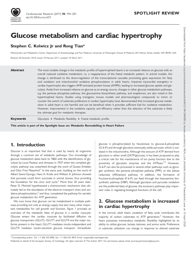 Glucose Metabolism in Cardiac Hypertrophy | PDF | Glycolysis | Lactate ...