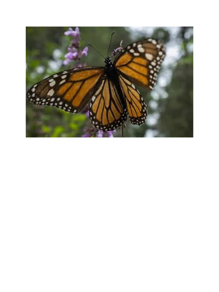 Butterfly | PDF