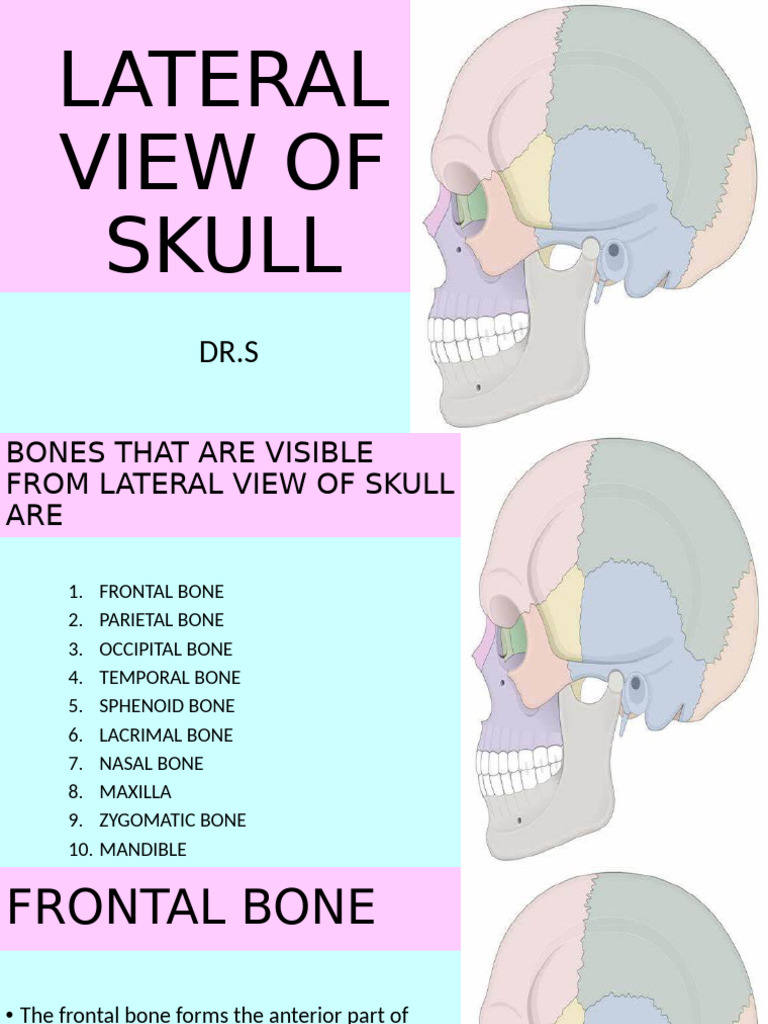 Lateral Skull Anatomy Overview | PDF | Human Nose | Skull