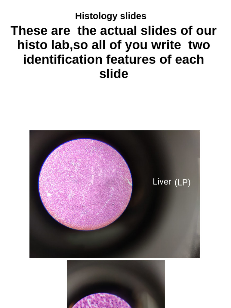 histology slides | PDF
