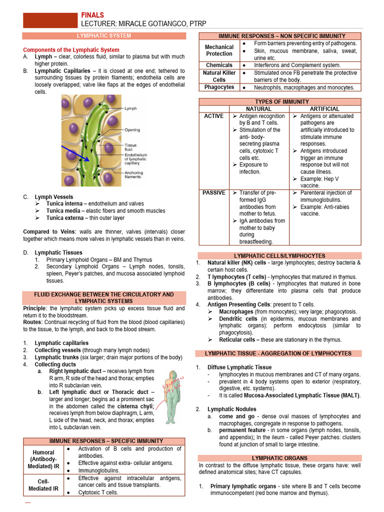 Overview of the Lymphatic System | PDF | Lymphatic System | Lung
