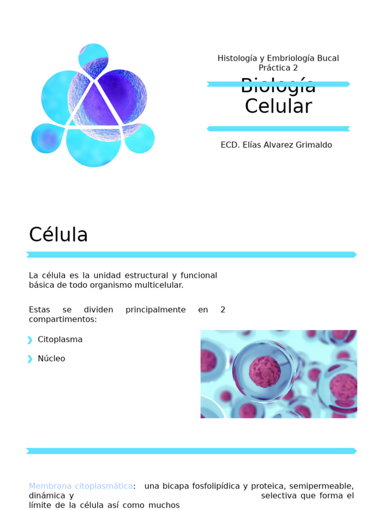 Estructura y Función Celular Básica | PDF | Citoplasma | Biología Celular)