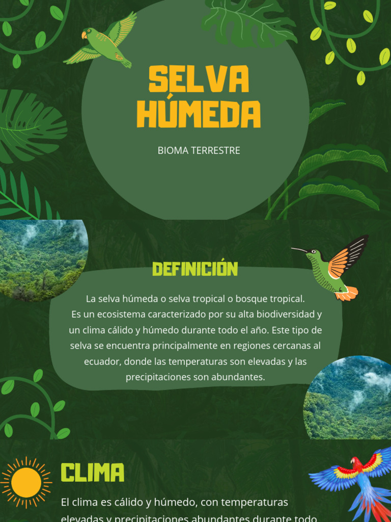 Selva Húmeda: Biodiversidad y Clima | PDF | Selva | Ciencias de la Tierra