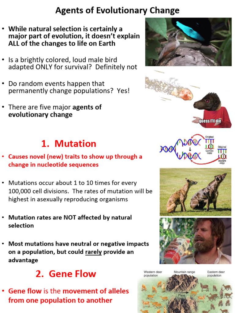 Five Agents of Evolutionary Change | PDF | Natural Selection | Evolution