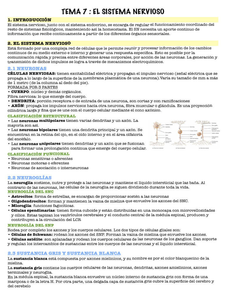 Sistema Nervioso: Estructura y Funciones | PDF | Sinapsis | Neurona