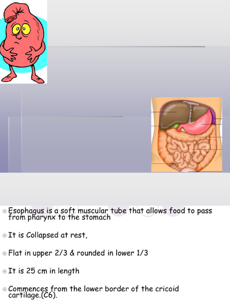Anatomy of the Esophagus and Stomach | PDF | Stomach | Esophagus