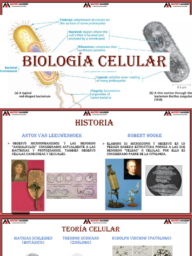 3 Sem_célula Procariota | PDF | Biología Celular) | Las bacterias