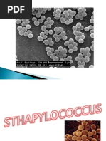 Download Staphylococcus by HarimTorres SN8486267 doc pdf