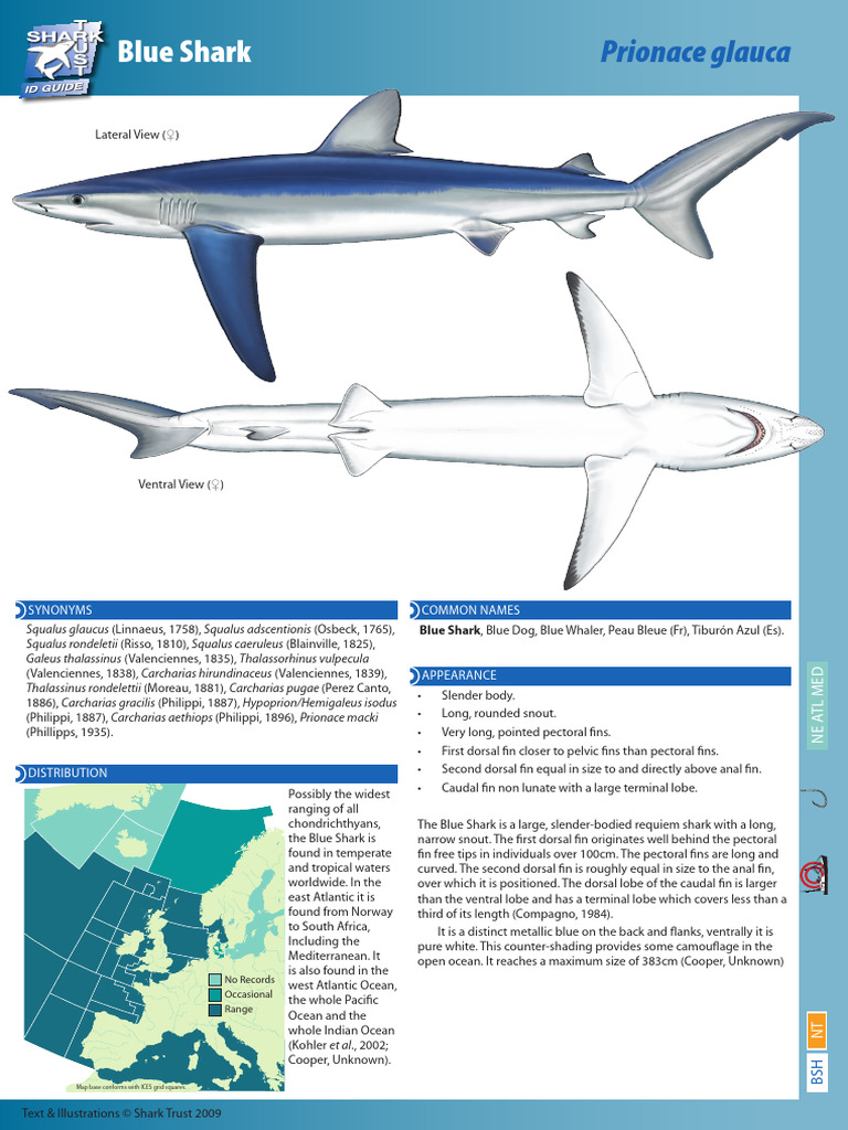 Blue Shark (Prionace glauca) Overview | PDF | Fish | Sharks
