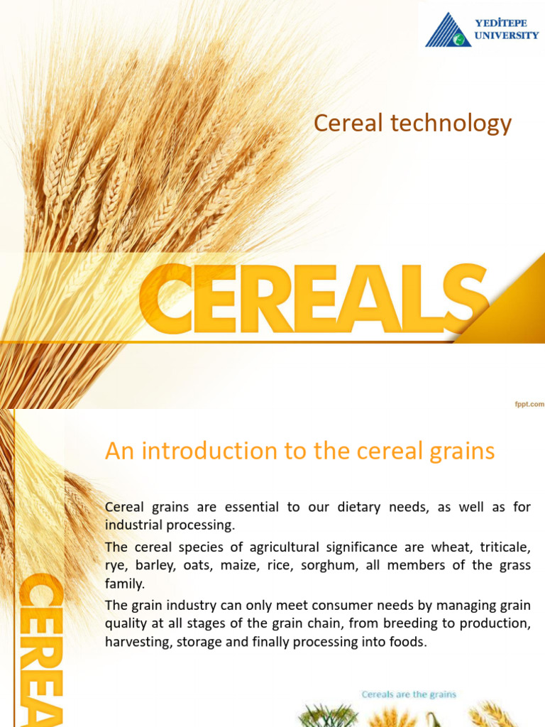 Overview of Cereal Technology | PDF | Cereals | Starch