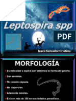 Leptospira