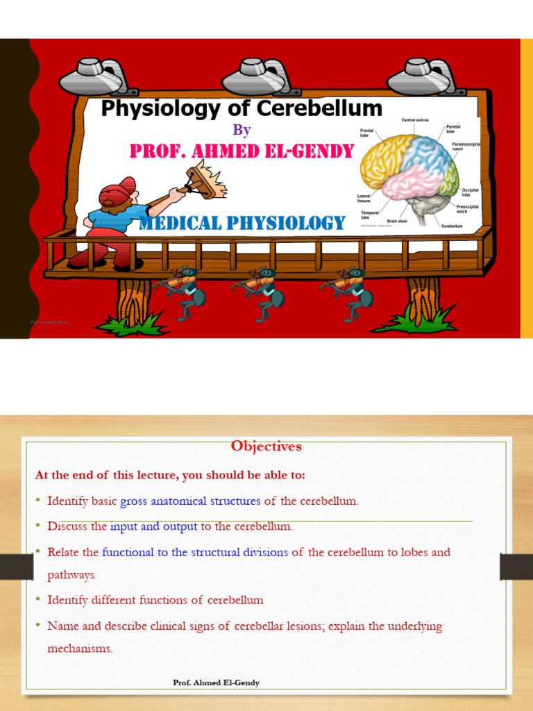 Cerebellum Anatomy and Functions Overview | PDF | Cerebellum | Human ...