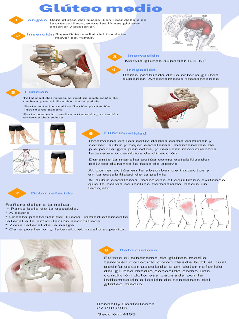 Glúteomedio | PDF | Sistema musculoesquelético | Pelvis