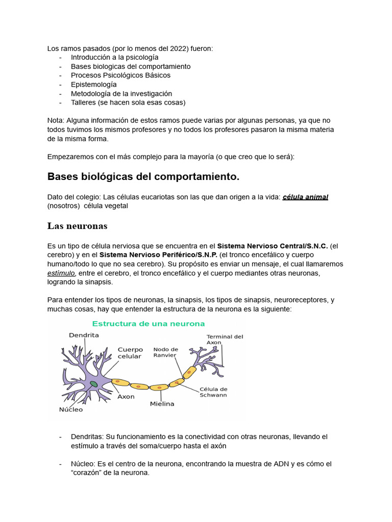Estructura y Función de Neuronas | PDF | Sinapsis | Neurona