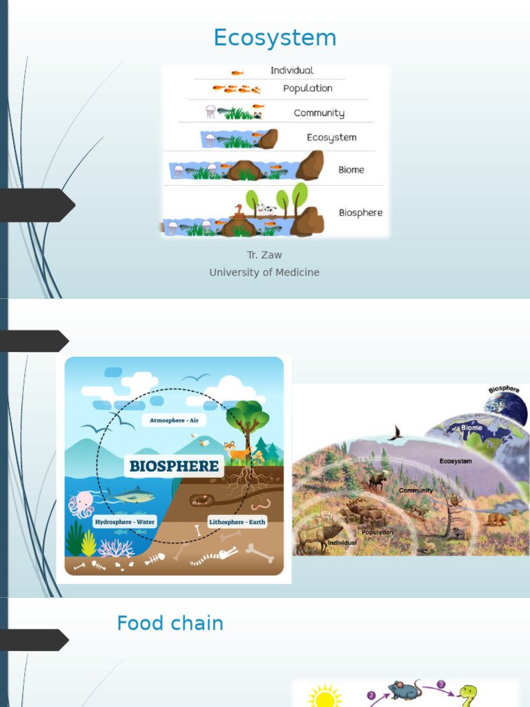 Ecosystem | PDF | Food Web | Herbivore