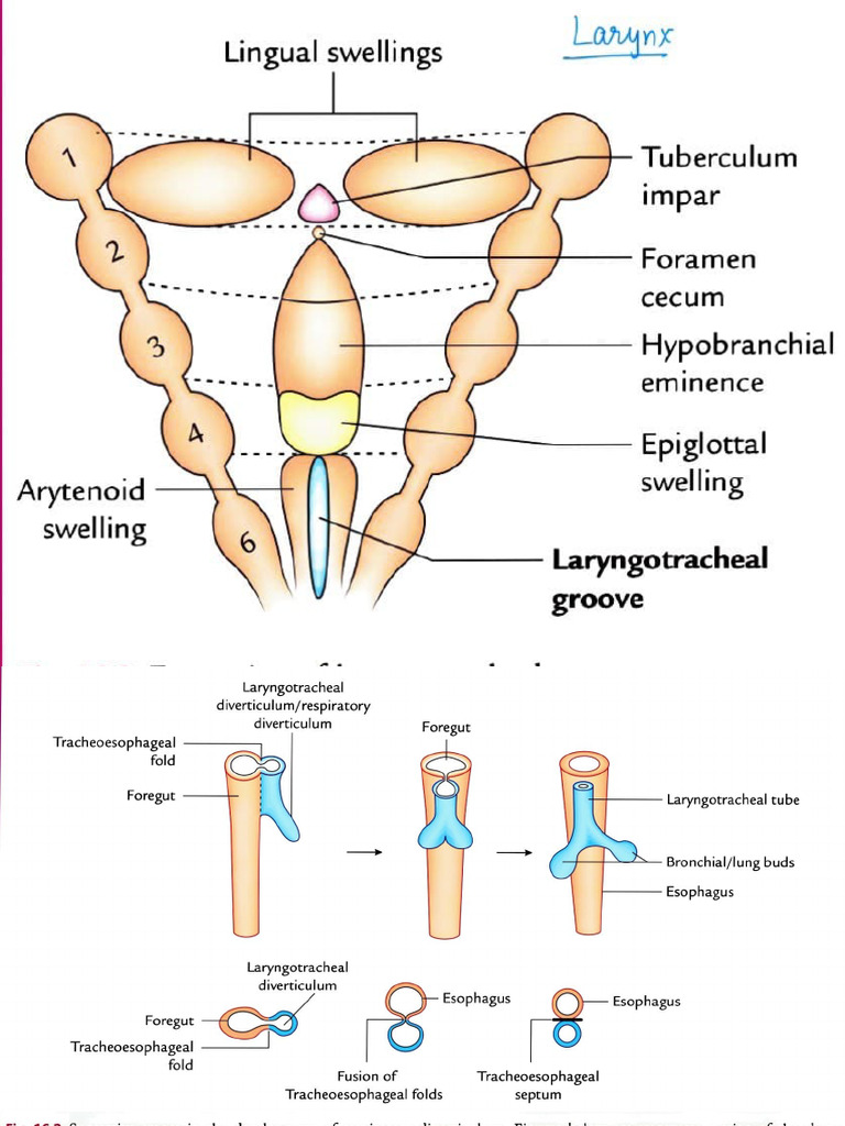 Tracheoesophageal Development Stages | PDF | Lung | Anatomy