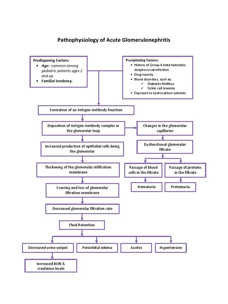 Acute Glomerulonephritis Pathophysiology | PDF