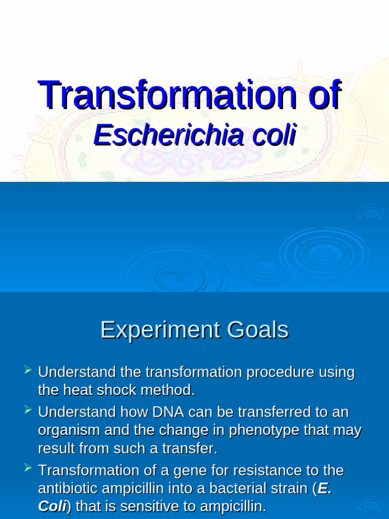 Heat Shock Transformation in E. coli | PDF | Plasmid | Bacteria