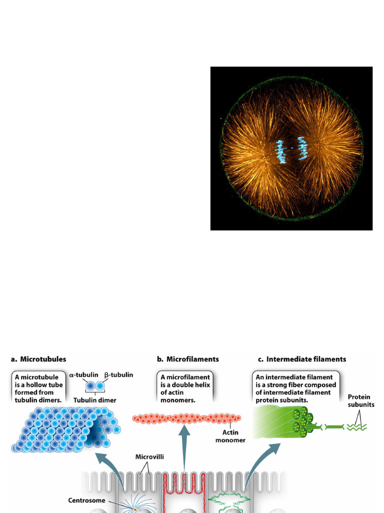 Cytoskeletal Dynamics by Dr. Mortagy | PDF | Cell Nucleus | Actin