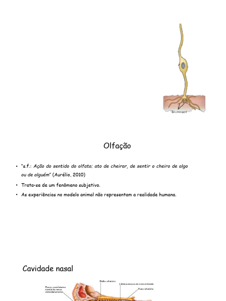 Fisiologia da Olfação e Gustação | PDF | Gosto | Neurociência