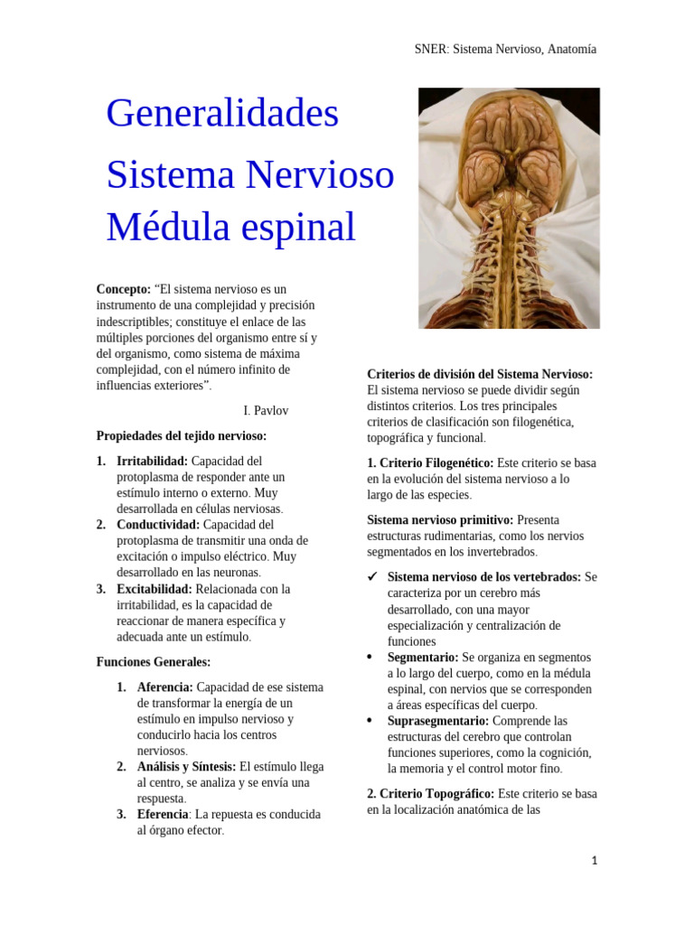 Anatomía del Sistema Nervioso SNER | PDF | Médula espinal | Sistema ...