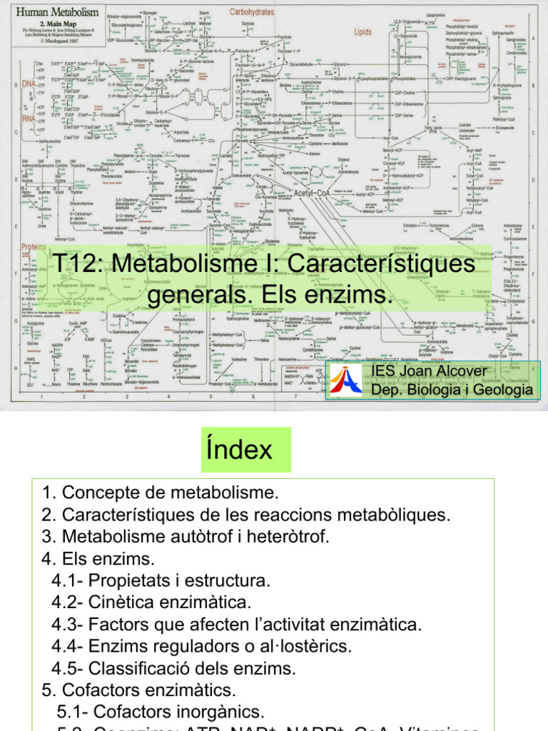 T12. Metabolisme I. Característiques. Enzims | PDF