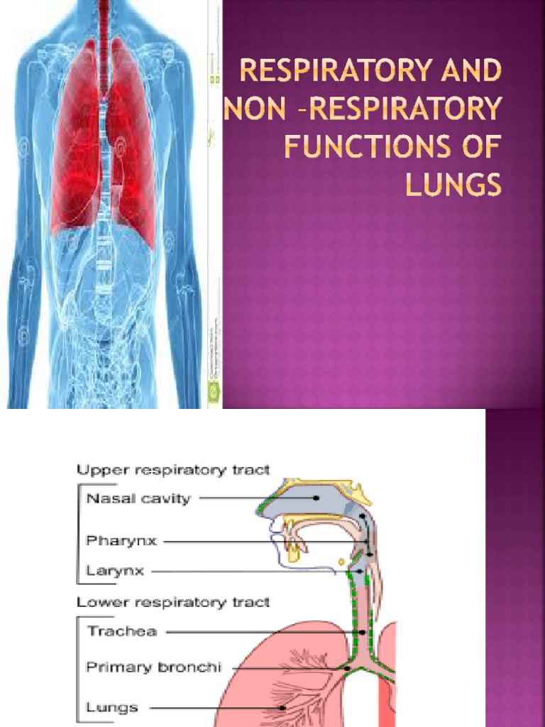 1.Respiratory and Non Respiratory Functions of Lungs | PDF
