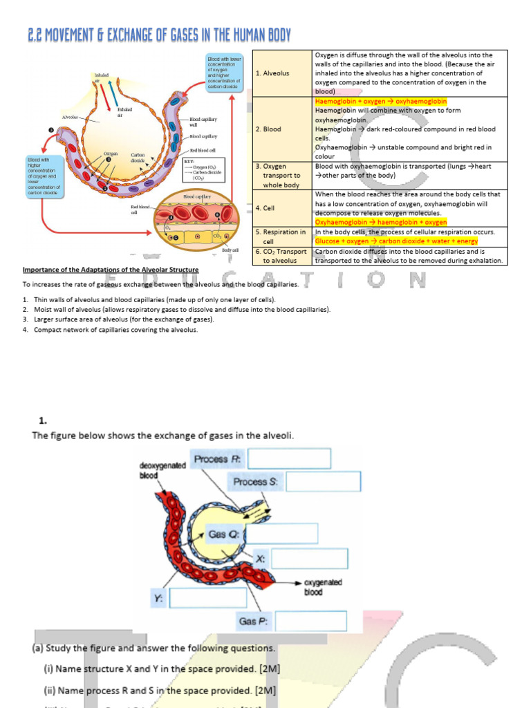 Gaseous Exchange in Human Alveoli | PDF | Respiratory System | Hemoglobin